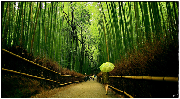 SCENERY Bamboo`BM 5